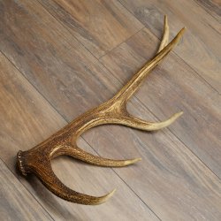 Cuerno de ciervo rojo de 14 puntas, peso 1,45 kg, longitud 70 cm. Cuerno desprendido de ciervo 71.1.192