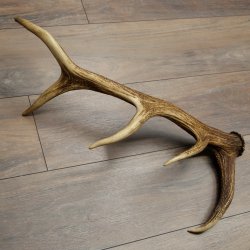 Cuerno de ciervo rojo de 14 puntas, peso 1,45 kg, longitud 70 cm. Cuerno desprendido de ciervo 71.1.192