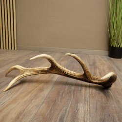 Cuerno de ciervo rojo de 14 puntas, peso 1,45 kg, longitud 70 cm. Cuerno desprendido de ciervo 71.1.192