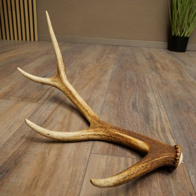 Cuerno de ciervo rojo de 14 puntas, peso 1,45 kg, longitud 70 cm. Cuerno desprendido de ciervo 71.1.192