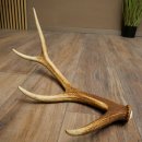 Cuerno de ciervo rojo de 14 puntas, peso 1,45 kg,...