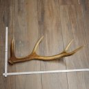 Cuerno de ciervo rojo de 14 puntas, peso 1,45 kg,...
