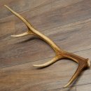 Cuerno de ciervo rojo de 14 puntas, peso 1,45 kg, longitud 70 cm. Cuerno desprendido de ciervo 71.1.192