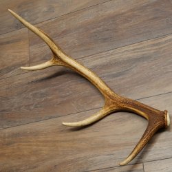 Cuerno de ciervo rojo de 14 puntas, peso 1,45 kg, longitud 70 cm. Cuerno desprendido de ciervo 71.1.192