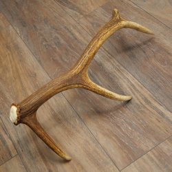 Cuerno de ciervo rojo de 14 puntas, peso 1,45 kg, longitud 70 cm. Cuerno desprendido de ciervo 71.1.192