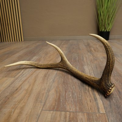 Cuerno de ciervo rojo de 14 puntas, peso 1,45 kg, longitud 70 cm. Cuerno desprendido de ciervo 71.1.192