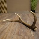 Cuerno de ciervo rojo de 14 puntas, peso 1,45 kg,...