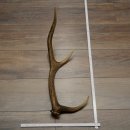 Cuerno de ciervo rojo de 14 puntas, peso 1,45 kg,...