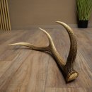 Cuerno de ciervo rojo de 14 puntas, peso 1,45 kg, longitud 70 cm. Cuerno desprendido de ciervo 71.1.192