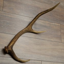 Cuerno de ciervo rojo de 14 puntas, peso 1,45 kg, longitud 70 cm. Cuerno desprendido de ciervo 71.1.192