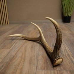 Cuerno de ciervo rojo de 14 puntas, peso 1,45 kg, longitud 70 cm. Cuerno desprendido de ciervo 71.1.192