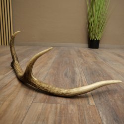 Cuerno de ciervo rojo de 14 puntas, peso 1,45 kg, longitud 70 cm. Cuerno desprendido de ciervo 71.1.192