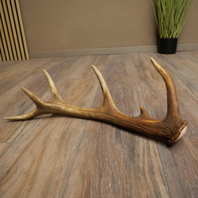 Cuerno de ciervo rojo de 14 puntas, peso 1,45 kg, longitud 70 cm. Cuerno desprendido de ciervo 71.1.192