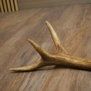 Cuerno de ciervo rojo de 14 puntas, peso 1,45 kg, longitud 70 cm. Cuerno desprendido de ciervo 71.1.192