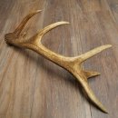 Cuerno de ciervo rojo de 14 puntas, peso 1,45 kg, longitud 70 cm. Cuerno desprendido de ciervo 71.1.192