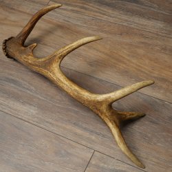 Cuerno de ciervo rojo de 14 puntas, peso 1,45 kg, longitud 70 cm. Cuerno desprendido de ciervo 71.1.192