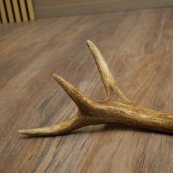 Cuerno de ciervo rojo de 14 puntas, peso 1,45 kg, longitud 70 cm. Cuerno desprendido de ciervo 71.1.192