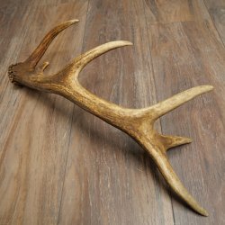 Cuerno de ciervo rojo de 14 puntas, peso 1,45 kg, longitud 70 cm. Cuerno desprendido de ciervo 71.1.192