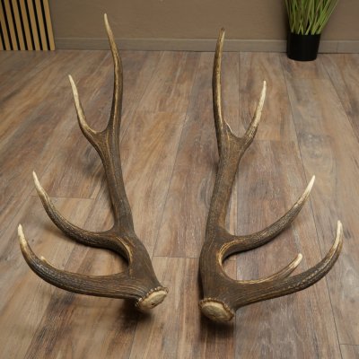 Cerf élaphe, 1 paire de bois, bois de 10 pointes, poids : 4,65 kg