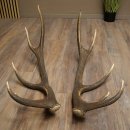 Cerf élaphe, 1 paire de bois, bois de 10 pointes, poids : 4,65 kg