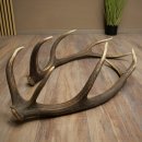 Cerf élaphe, 1 paire de bois, bois de 10 pointes, poids : 4,65 kg