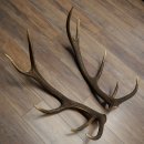 Cerf élaphe, 1 paire de bois, bois de 10 pointes, poids : 4,65 kg