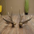 Cerf élaphe, 1 paire de bois, bois de 10 pointes, poids : 4,65 kg