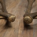 Cerf élaphe, 1 paire de bois, bois de 10 pointes, poids : 4,65 kg