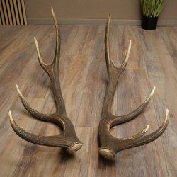 Cerf élaphe, 1 paire de bois, bois de 10 pointes, poids : 4,65 kg