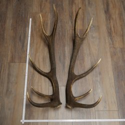 Cerf élaphe, 1 paire de bois, bois de 10 pointes, poids : 4,65 kg