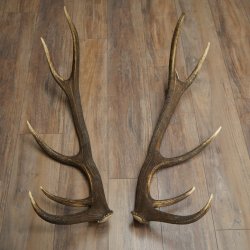 Cerf élaphe, 1 paire de bois, bois de 10 pointes, poids : 4,65 kg