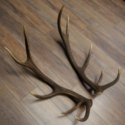 Cerf élaphe, 1 paire de bois, bois de 10 pointes, poids : 4,65 kg