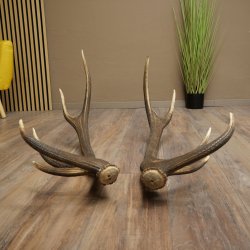 Cerf élaphe, 1 paire de bois, bois de 10 pointes, poids : 4,65 kg