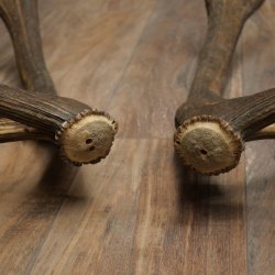 Cerf élaphe, 1 paire de bois, bois de 10 pointes, poids : 4,65 kg