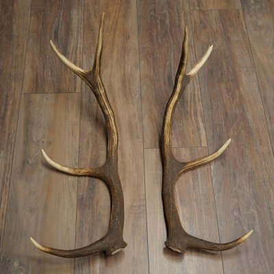 Cerf élaphe, 1 paire de bois, bois de 10 pointes, poids : 4,65 kg