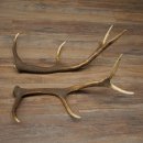 Cerf élaphe, 1 paire de bois, bois de 10 pointes, poids : 4,65 kg