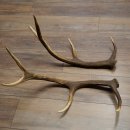 Cerf élaphe, 1 paire de bois, bois de 10 pointes, poids : 4,65 kg