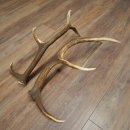 Cerf élaphe, 1 paire de bois, bois de 10 pointes, poids : 4,65 kg
