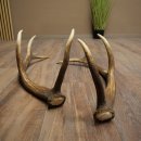 Cerf élaphe, 1 paire de bois, bois de 10 pointes, poids : 4,65 kg