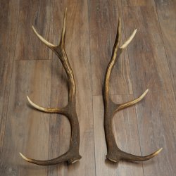 Cerf élaphe, 1 paire de bois, bois de 10 pointes, poids : 4,65 kg