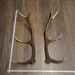 Cerf élaphe, 1 paire de bois, bois de 10 pointes, poids : 4,65 kg