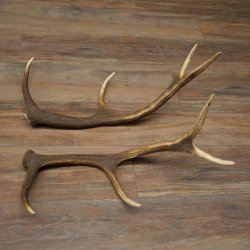 Cerf élaphe, 1 paire de bois, bois de 10 pointes, poids : 4,65 kg