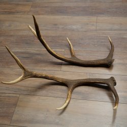 Cerf élaphe, 1 paire de bois, bois de 10 pointes, poids : 4,65 kg