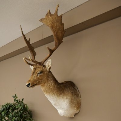 Damhert (Dama dama) Kop Schouder Preparatie Hoogte 114 cm Hertenhoofd Trofee #37