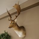 Fallow deer (Dama dama) Head and shoulders mount Height...