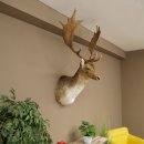 Fallow deer (Dama dama) Head and shoulders mount Height...