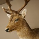 Damhert (Dama dama) Kop Schouder Preparatie Hoogte 114 cm Hertenhoofd Trofee #37