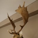 Damhert (Dama dama) Kop Schouder Preparatie Hoogte 114 cm Hertenhoofd Trofee #37