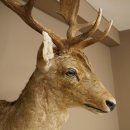 Damhert (Dama dama) Kop Schouder Preparatie Hoogte 114 cm Hertenhoofd Trofee #37