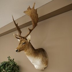 Damhert (Dama dama) Kop Schouder Preparatie Hoogte 114 cm Hertenhoofd Trofee #37